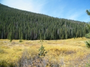 yellow_and_green