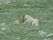 marmot