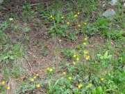 yellow_flowers