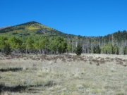 aspens_part_2