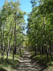aspens_part_3