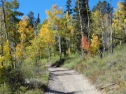 aspens_part_5