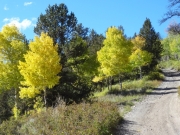 aspens_part_6