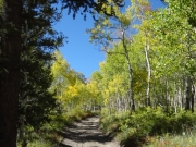 aspens_part_7