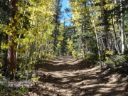 aspens_part_8