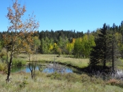 beaver_ponds