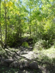 hike_through_aspens