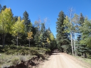 into_the_trees