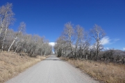 aspens