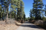 between_trees