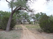 big_tree