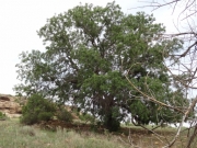 biggest_tree