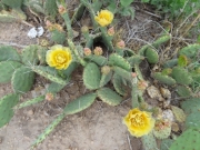 cactus_flowers