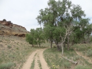 cottonwoods