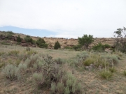 desert_plants