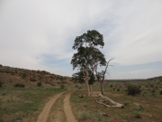 lone_tree