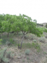 not_cottonwoods