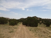 small_trees