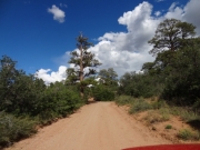 big_pine_tree