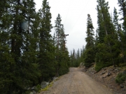 healthy_trees