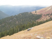 jeeps