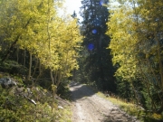 aspens