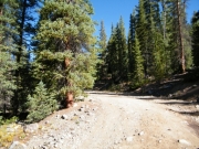 early_trail