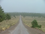 into_the_trees