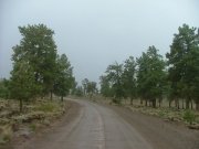 sparse_trees