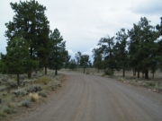 into_the_trees
