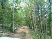 through_aspen_trees