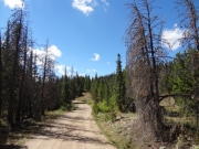 dead_trees