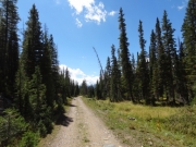 tall_trees