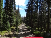 through_trees