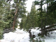 in_the_trees