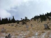 tree_stumps
