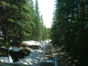 through_the_trees