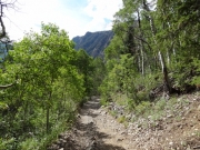 aspens