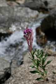 devils_flower