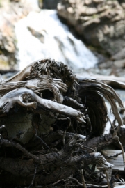driftwood