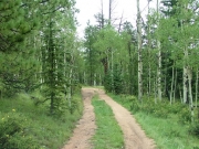 aspens