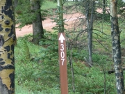 forest_road_307