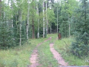forest_road_313