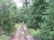 pine_trees