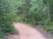 through_the_trees
