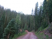 into_trees