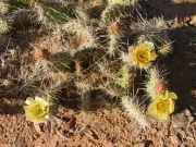 cactus_flowers