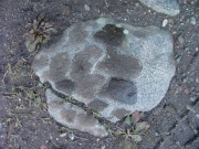 walt_tracks