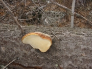 mushroom_part_1