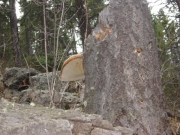 mushroom_part_2